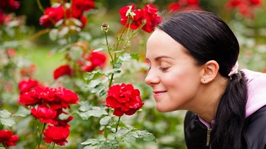 Eine Frau riecht an duftenden Rosen. Der Geruchssinn wird früh geprägt und ist wichtiger als wir denken. Gerüche beeinflussen unser Verhalten, unsere Gefühle und können sogar Erinnerungen wecken. Und: wen wir "gut riechen können" bestimmt mitunter sein Duft. | Bild: colourbox.com